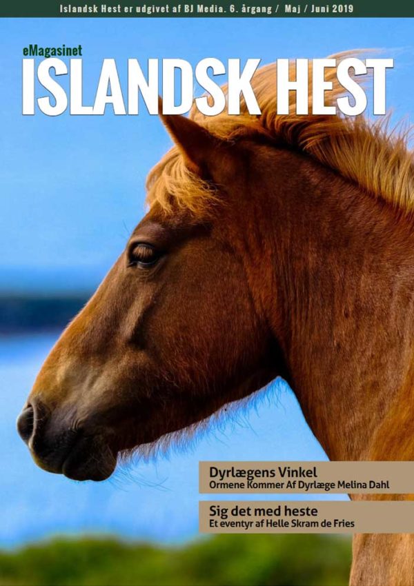Islandske heste Arkiv ISLANDSK HEST