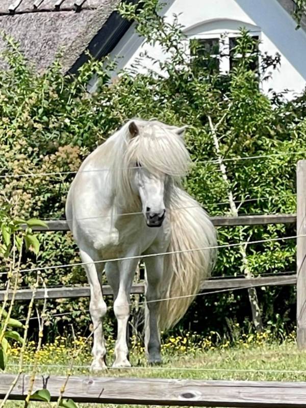 Finnbogi - islandsk hest