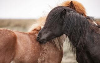Islandske heste med sommereksem