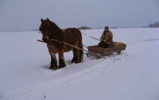 Inge Pyndt har skiftet Belgier-hestene ud med en islænder