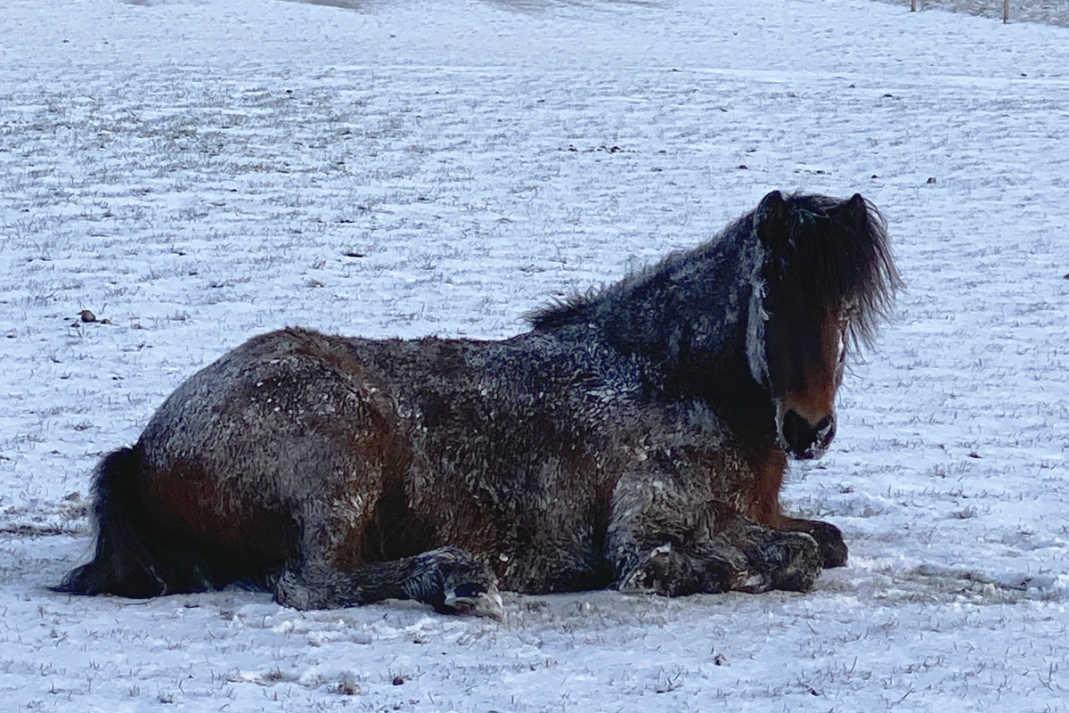 Hvordan ser hesten fryser - eMagasinet Islandsk Hest
