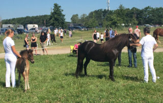 Roskilde Dyrskue 2019 - foto Jacob Vind