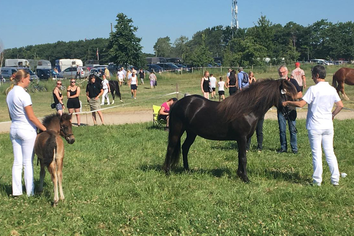 Roskilde Dyrskue 2019 - foto Jacob Vind