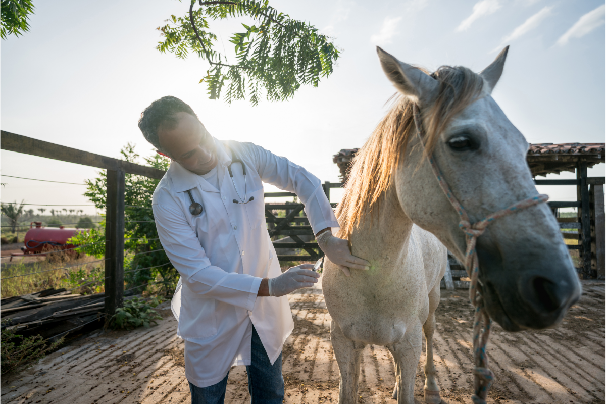 Vaccination af heste