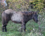 Pas på ahornforgiftning