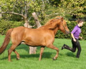 Træning af Islandske heste