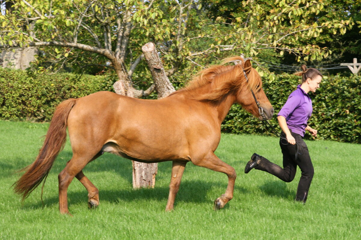 Træning af Islandske heste
