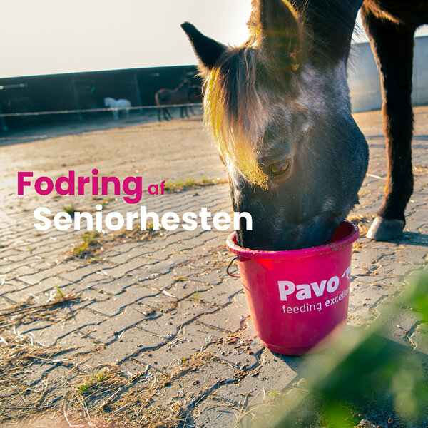 Pavo - Fodring af seniorhesten