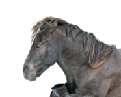 Blogindlæg-Første tilfælde af Cerebellar abiotrofi hos islandske heste i DK