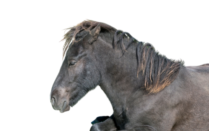 Blogindlæg-Første tilfælde af Cerebellar abiotrofi hos islandske heste i DK