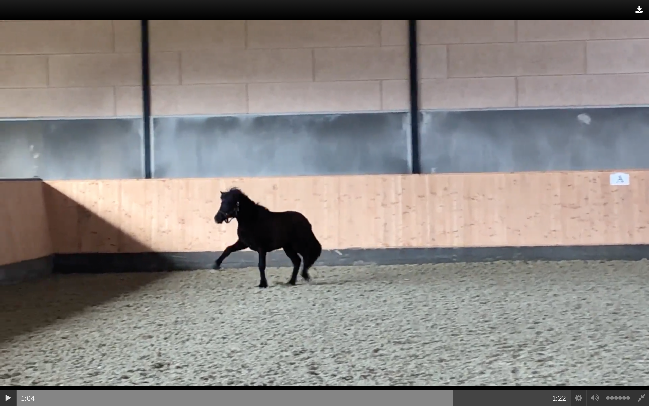 Blogindlæg-Første tilfælde af Cerebellar abiotrofi hos islandske heste i DK     