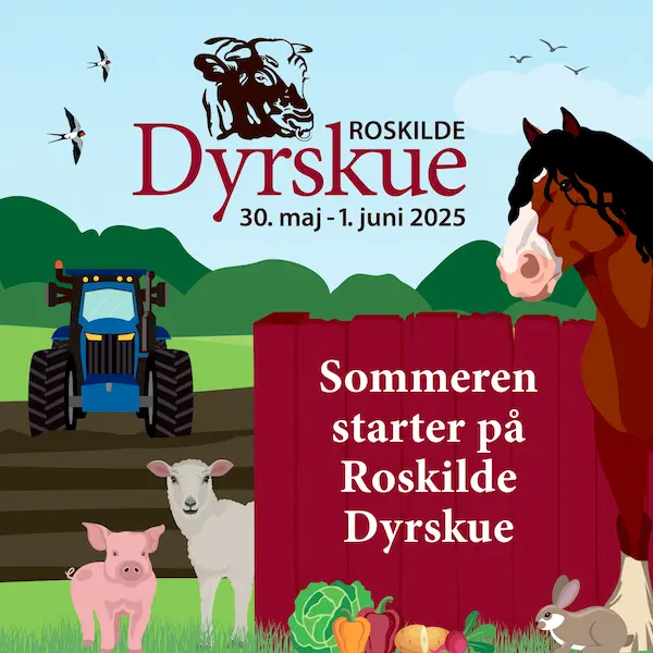 Dansk hesteforsikring til islænder heste